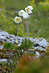 Snowdrop Anemone among rock