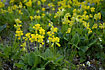 A dense group of Cowslips