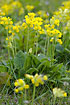 A dense group of Cowslips