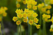 Cowslips up close
