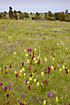 Swedish grassland with orchids in thousands (Dactylorhiza sambucina and Orchis mascula)