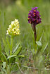 The two colourfoms of Elder-flowered Orchids