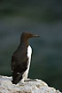 Guillemot looking out at the Baltic Sea
