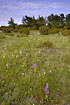 Swedish grassland with orchids in thousands (Dactylorhiza sambucina and Orchis mascula)