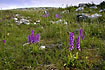 Orchids among rocks on a swedish grassland