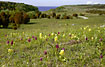 Orchids on a swedish grassland