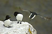 Watch out - Razorbill in the air!