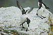Razorbill in an attempt to mate