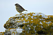 Rock Pipit on lichen covered rock