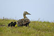 Eider mother with young surrounded by mosquitos