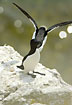 Razorbill flying out towards the Baltic Sea