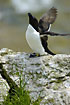 Razorbill with open wings