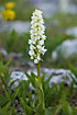 A white form of Early-purple Orchid