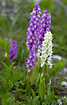 Two colour variants of Early-purple Orchid