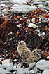 Gull yungs hiding on rocky beach
