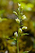 Photo ofWhite Helleborine (Cephalanthera damasonium). Photographer: 