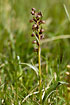 Longbract Frog Orchid with beetle pollinator in the top