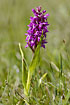 Early Marsh-Orchid
