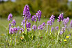 A dense group of Military Orchids