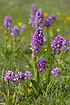 A dense group of Military Orchids