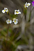 Alpine Butterwort