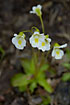 Photo ofAlpine Butterwort (Pinguicula alpina). Photographer: 