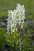 White forms of Early-purple Orchid