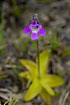 The insect eating Common Butterwort