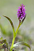 Photo ofFlecked Early Marsh Orchid (Dactylorhiza incarnata ssp. cruenta). Photographer: 