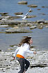 Arctic Tern attacking an intruding girl - the nest is nearby