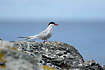 Arctic tern at the baltic sea