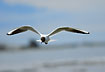 Flying Black-headed Gull