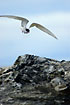 Arctic tern over rocks in the baltic sea