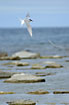 Arctic Tern flying over the baltic sea