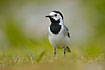 White Wagtail up close