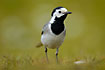 Curious White Wagtail
