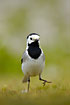 Moving White Wagtail