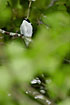 Collared Flycatcher (male) behind the leaves