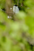 Collared Flycatcher behind the leaves