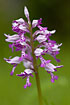 The special flowers of Military Orchid