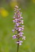Photo ofFragrant Orchid  (Gymnadenia conopsea). Photographer: 