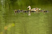Duck family in the forest lake