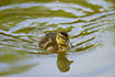 Duckling with a mirror image