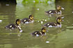 Group of Ducklings