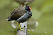 Common Moorhen resting on a log