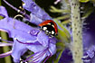 Foto af Syvplettet Mariehne (Coccinella septempunctata). Fotograf: 