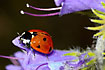 7-spot Ladybird on Vipers Bugloss