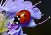 Photo of7-spot Ladybird (Coccinella septempunctata). Photographer: 