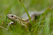 Pregnant female hiding in the grass