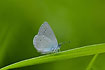 Photo ofLittle Blue (Cupido minimus). Photographer: 